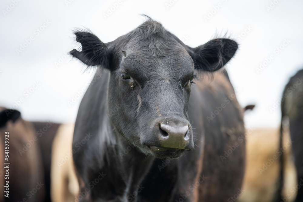 herd of Cows grazing on pasture in a field. regenerative angus cattle in a paddock herd of Cows grazing on pasture in a field. regenerative angus cattle in a paddock