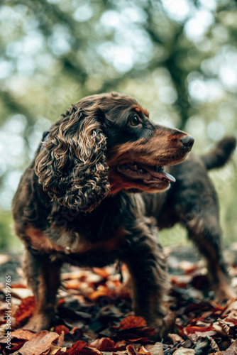 A brown springer spaniel in an autumn woodland forest