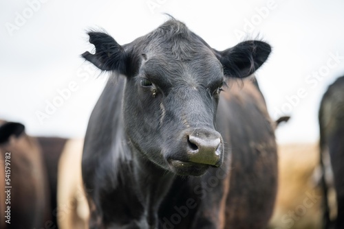 agriculture field, herd of beef cows in a field. springtime on a farm with wagyu cattle. fat cow