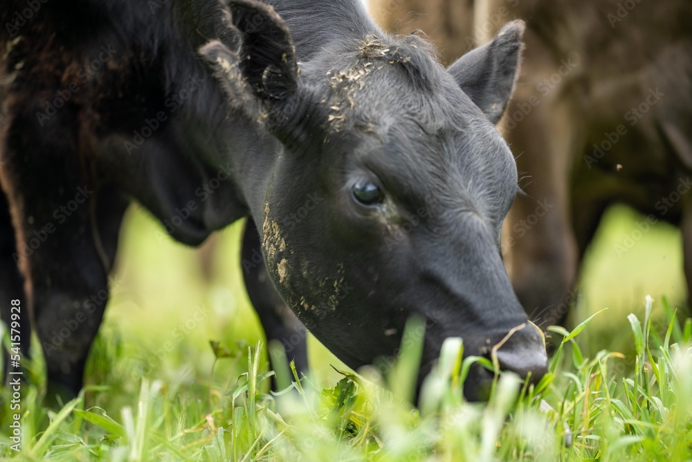 Fototapeta premium herd of Cows grazing on pasture in a field. regenerative angus cattle in a paddock