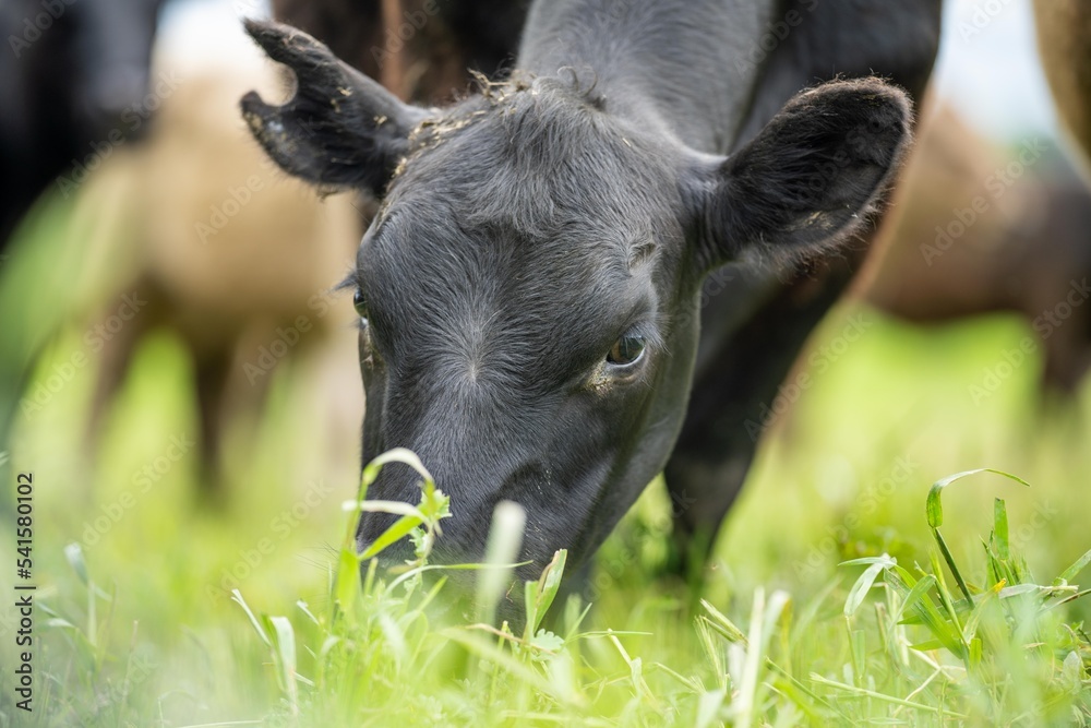 sustainable agriculture cow farm in a field, beef cows in a field. livestock herd grazing on grass on a farm. african cow, healthy regenerative food production sustainable agriculture cow farm in a field, beef cows in a field. livestock herd grazing on grass on a farm. african cow, healthy regenerative food production