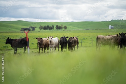 Fototapeta Naklejka Na Ścianę i Meble -  Regenerative agriculture cows in the field, grazing on grass and pasture in Australia, on a farming ranch. Cattle eating hay and silage. breeds include speckle park, Murray grey, angus, wagyu, dairy.