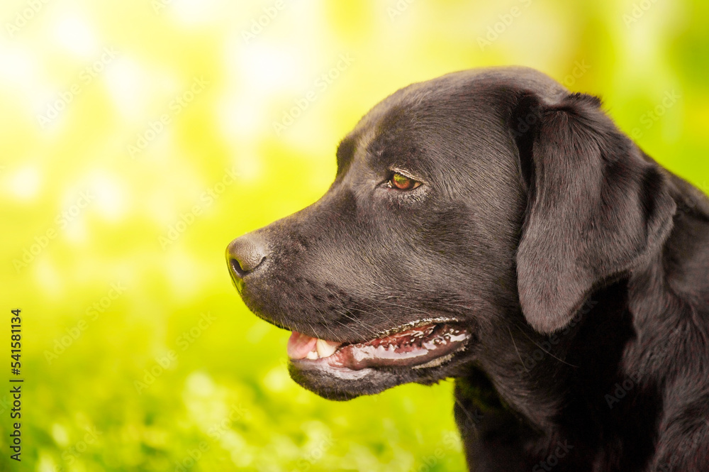Labrador puppy profile. Labrador retriever dog on a background of green grass on a sunny day.