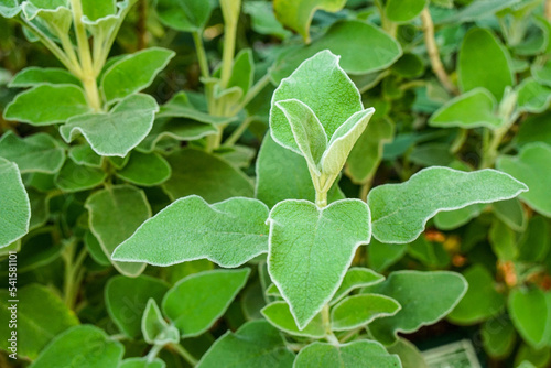 Sage plant in herb garden