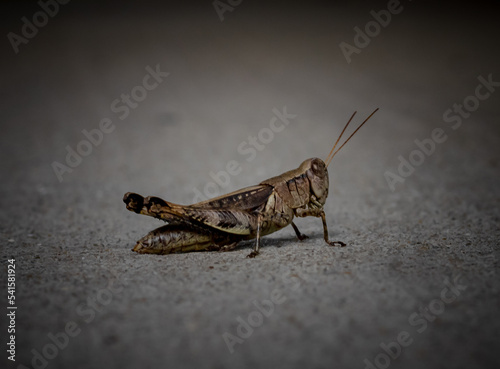 grasshopper close-up © r.joy_photography