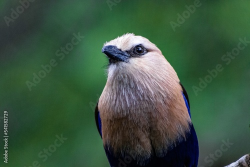 Closeup of a tiny and cute blue-bellied roller with its face turned to the camera photo