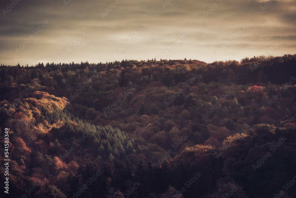 Hiking in the autumn fall countryside of the Saarland in Golden October Germany, Europe