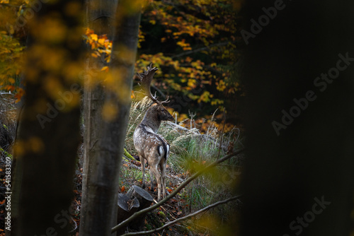 Fallow deer during rutting time. Bull of deer in the forest. European nature during autumn. Wildlife in the colourful wood.