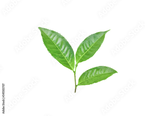 tea  leaves   isolated on transparent png
