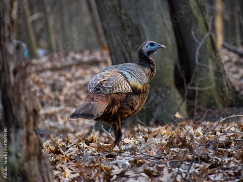 Wild Turkey