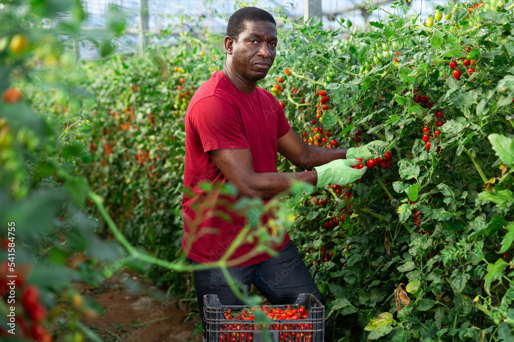 Fototapeta premium Positive African American male worker gathering harvest of ripe cherry tomatoes in glasshouse