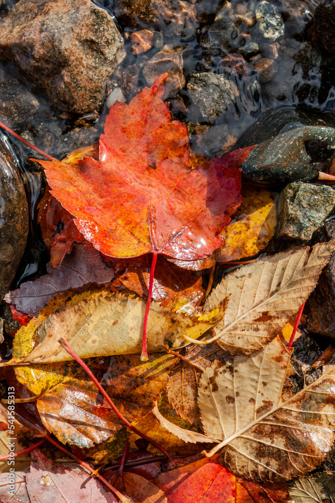 red maple leaf partially in the water in autumn