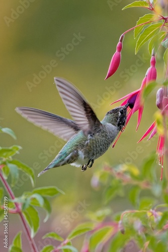 Slika na platnu Vertical closeup of an adorable humming flying to the pink fuchsia flowers