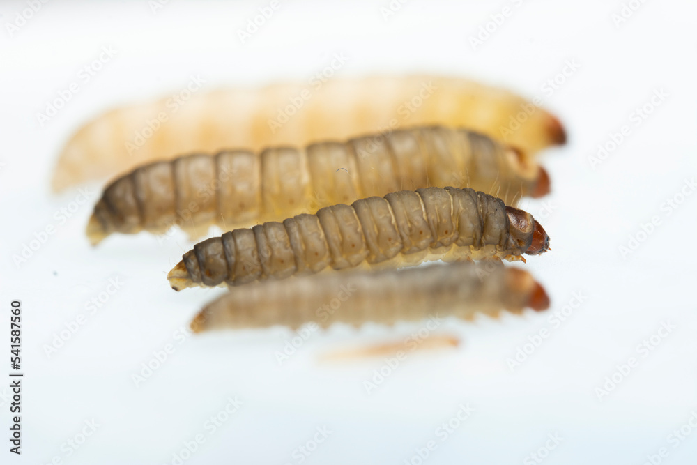 The greater wax moth Galleria mellonella The greater wax moth Galleria mellonella