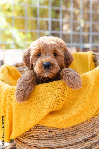 labradoodle