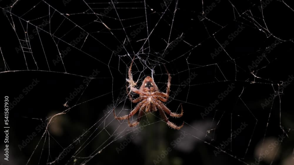 People have always been afraid of spiders. Spiders hunt during the day and repair their webs at