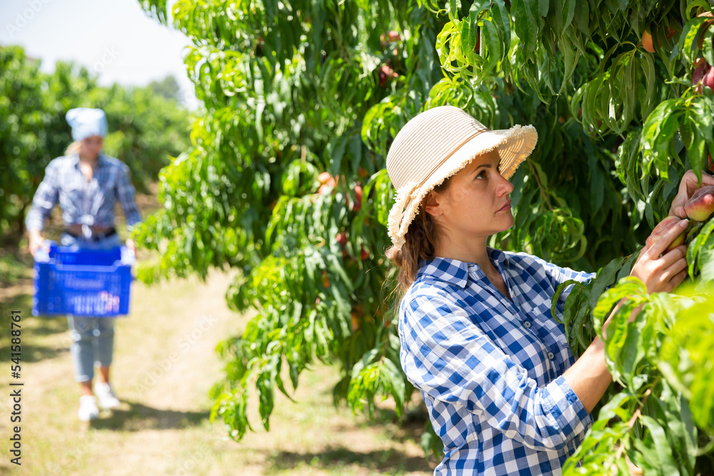 Young woman engaged in gardening picking fresh ripe peaches on fruit farm