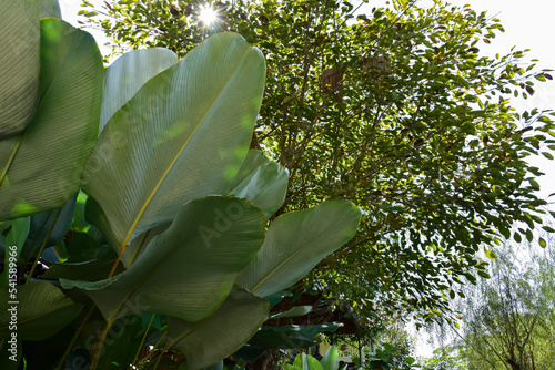 Cigar leaves and plant, house and home exterior decoration concept. photo