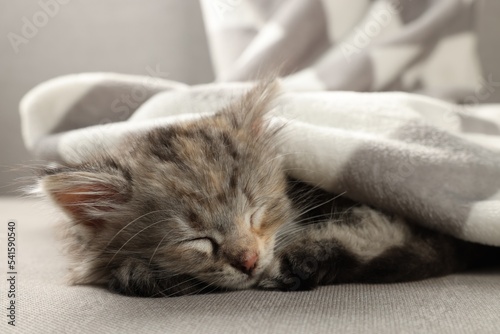 Cute kitten sleeping on sofa under blanket