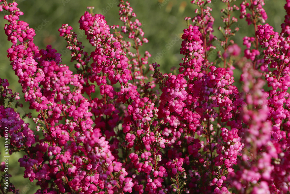 Heather shrub with beautiful blooming flowers outdoors on sunny day, closeup Heather shrub with beautiful blooming flowers outdoors on sunny day, closeup
