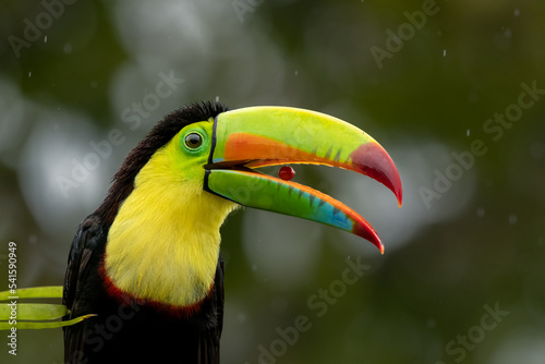 cought out this Keel-billed toucan eating palm fruits in the rainforest of Costa Rica.