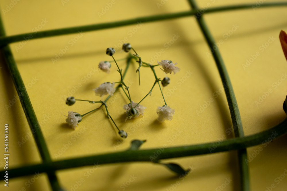 las flores las flores