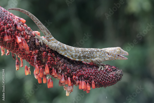 A tokay gecko is basking in the weft of an anthurium. This reptile has the scientific name Gekko gecko. photo