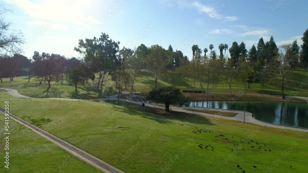 Aerial Backward Flock Of Birds Grazing By Rsm Lake In Park On Sunny Day - Los Angeles, California Aerial Backward Flock Of Birds Grazing By Rsm Lake In Park On Sunny Day - Los Angeles, California