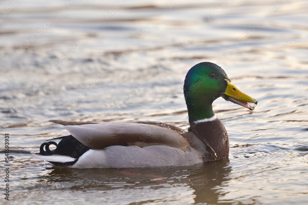 ducks on the lake 2021 in winter ducks on the lake 2021 in winter
