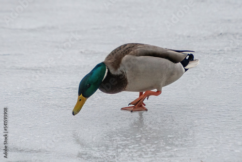 ducks on the lake 2021 in winter