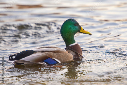 ducks on the lake 2021 in winter
