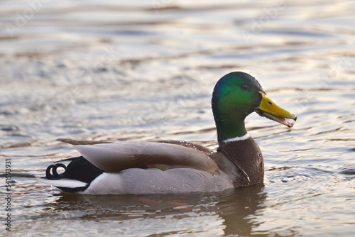 ducks on the lake 2021 in winter