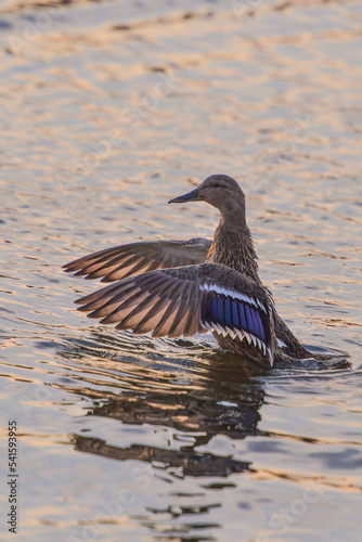 ducks on the lake 2021 in winter
