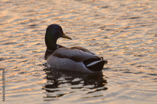 ducks on the lake 2021 in winter