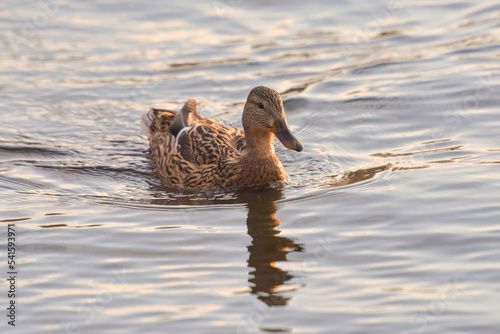ducks on the lake 2021 in winter