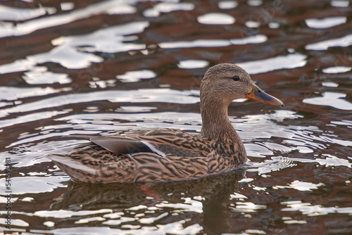 ducks on the lake 2021 in winter