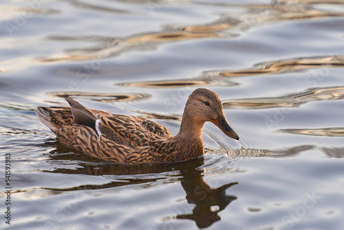 ducks on the lake 2021 in winter