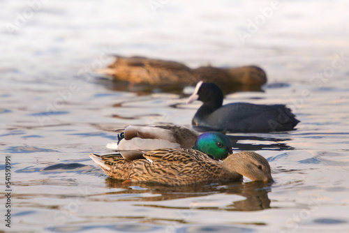 ducks on the lake 2021 in winter
