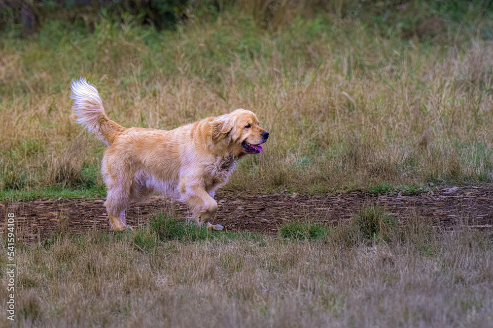 2022-10-27 A LARGE MALE GOLDEN RETRIEVER WALKING THROUGH A MEADOW AT A OFF LEASH DOG AREA AT THE MARYMOOR PARK IN REDMOND WASHINGTON-