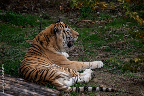 Close up of an orange Sumatran tiger with black stripes and a white underbelly laying in a field of grass.