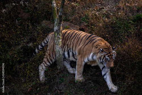 Siberian tiger walking next to tree