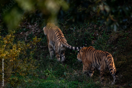 Outdoor of big tiger animal  Two elegant of tigers walking in the in summer nature safari park  Bengal Tigers in the zoo.