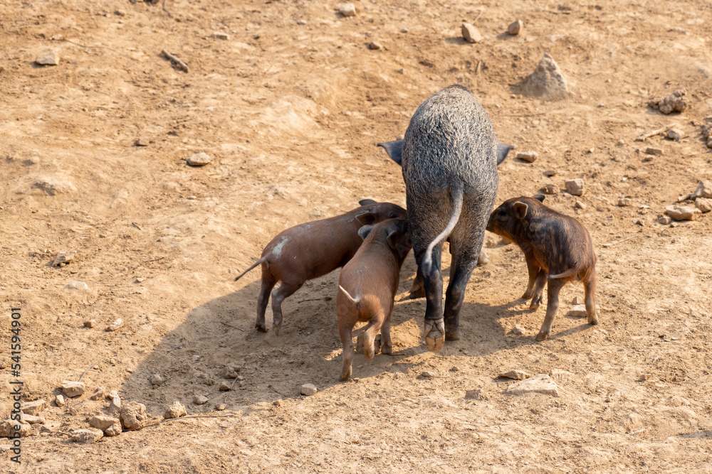 Enchanting herd of wild boar, sus scrofa, feeding on meadow in spring nature. Mother animal and little striped piglets grazing on the rocks together with copy space.