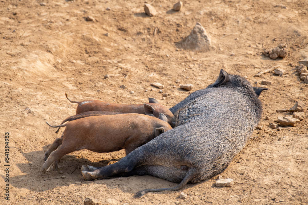 A wild boar mother feeds her little children with breasts. A wild boar mother feeds her little children with breasts.