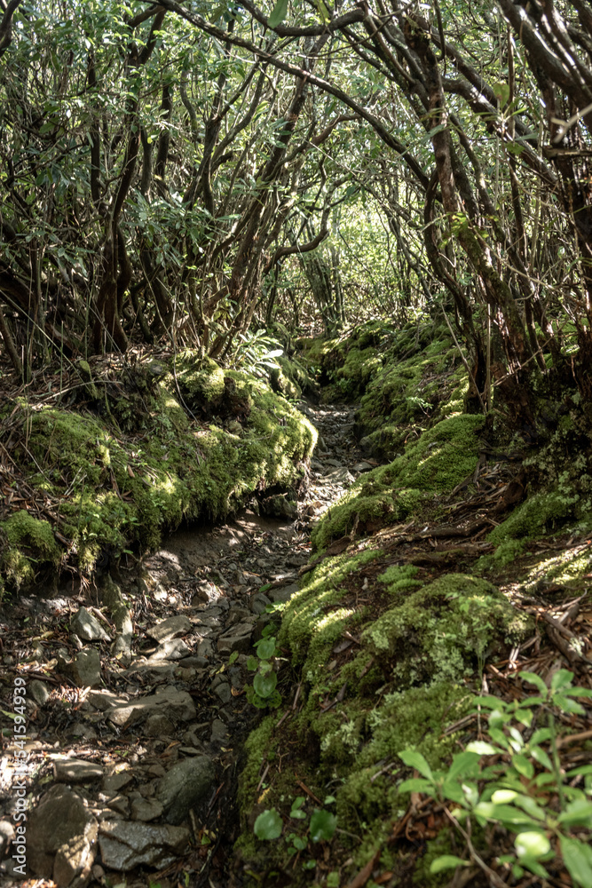 Trail Climbing Up Brushy Mountain in Great Smoky Mountains