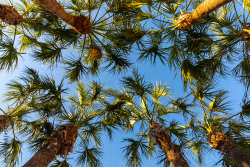 Looking into the palm urban tree canopy above