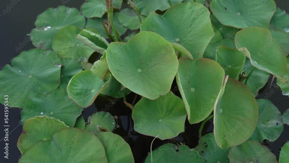 Aquatic plants. Closeup view of lotus green floating leaves growing in the pond at sunset. Aquatic plants. Closeup view of lotus green floating leaves growing in the pond at sunset.