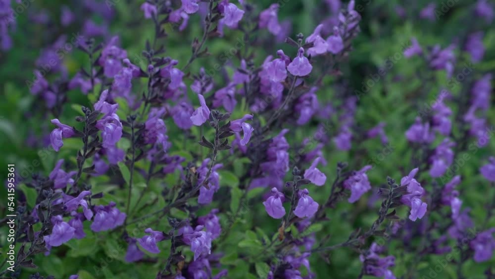 salvia, salvia microphylla, sage, microphylla, blackcurrant sage, baby sage, flower, flowers, closeup, flowering, floral, purple, violet, nature, garden, gardening, park, landscaping, bloom, blooming, salvia, salvia microphylla, sage, microphylla, blackcurrant sage, baby sage, flower, flowers, closeup, flowering, floral, purple, violet, nature, garden, gardening, park, landscaping, bloom, blooming,