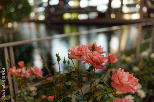 夜の薔薇・大阪中之島の夜景と中之島バラ園の薔薇