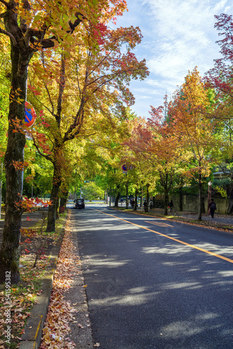 秋・色づく街路樹のある街並み